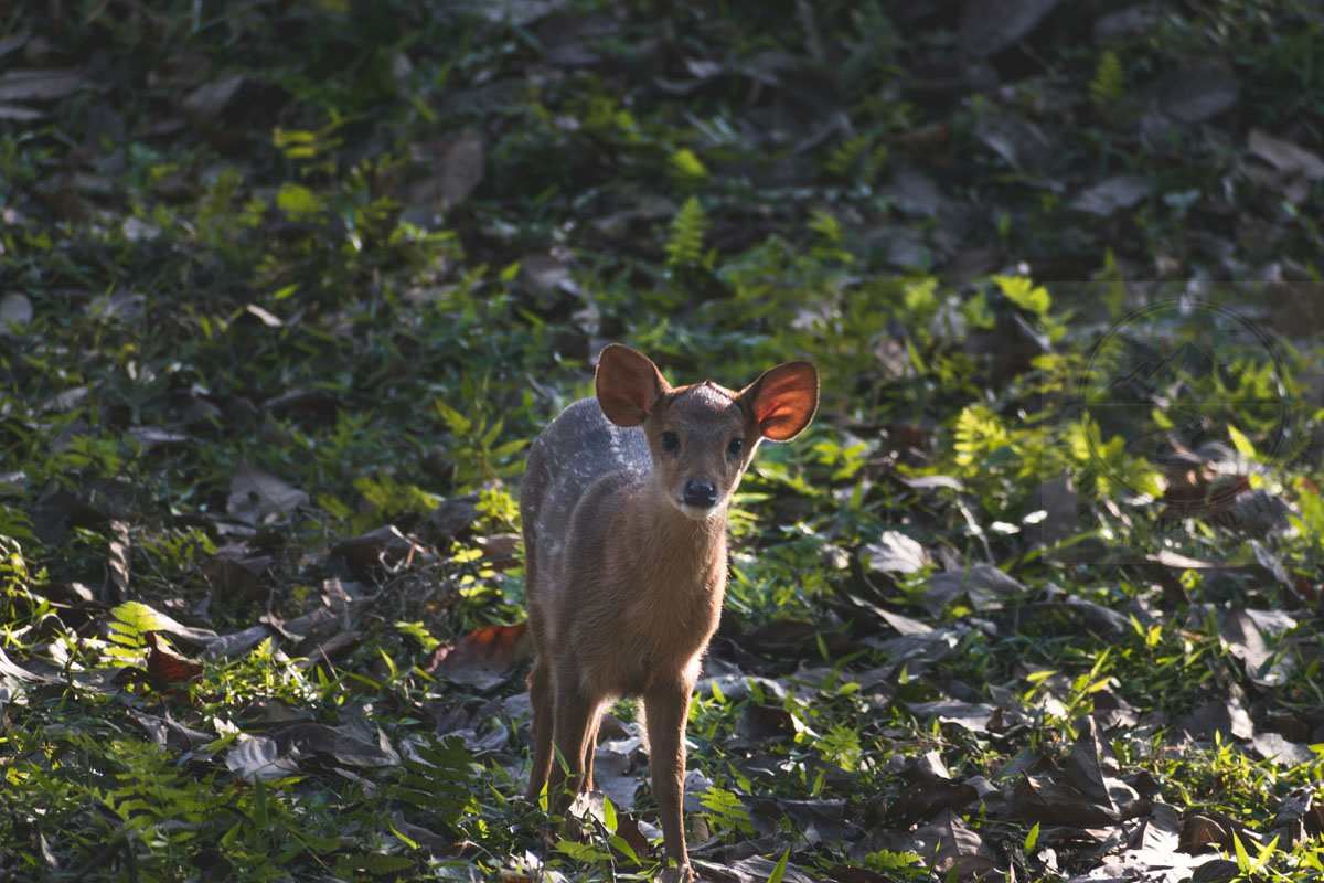 Kaziranga Tour by Meghali Tour and Travels
